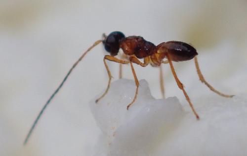 Chasmodon sp.